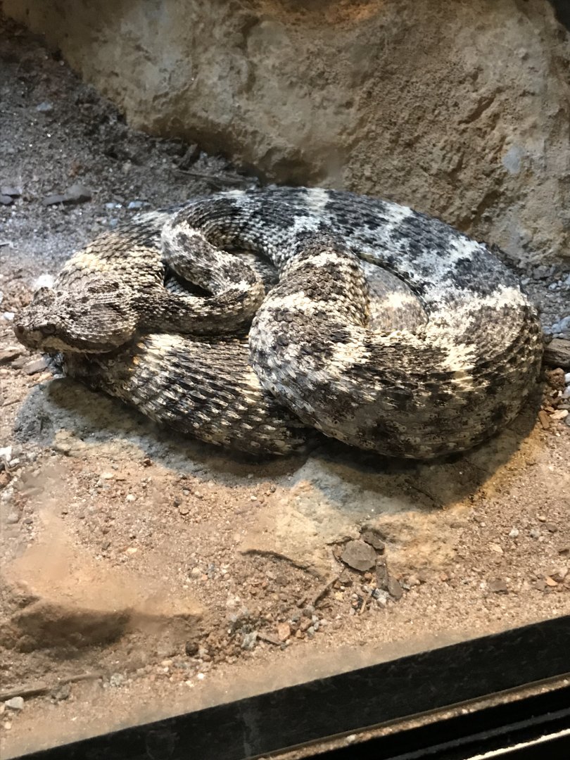Speckled rattlesnake