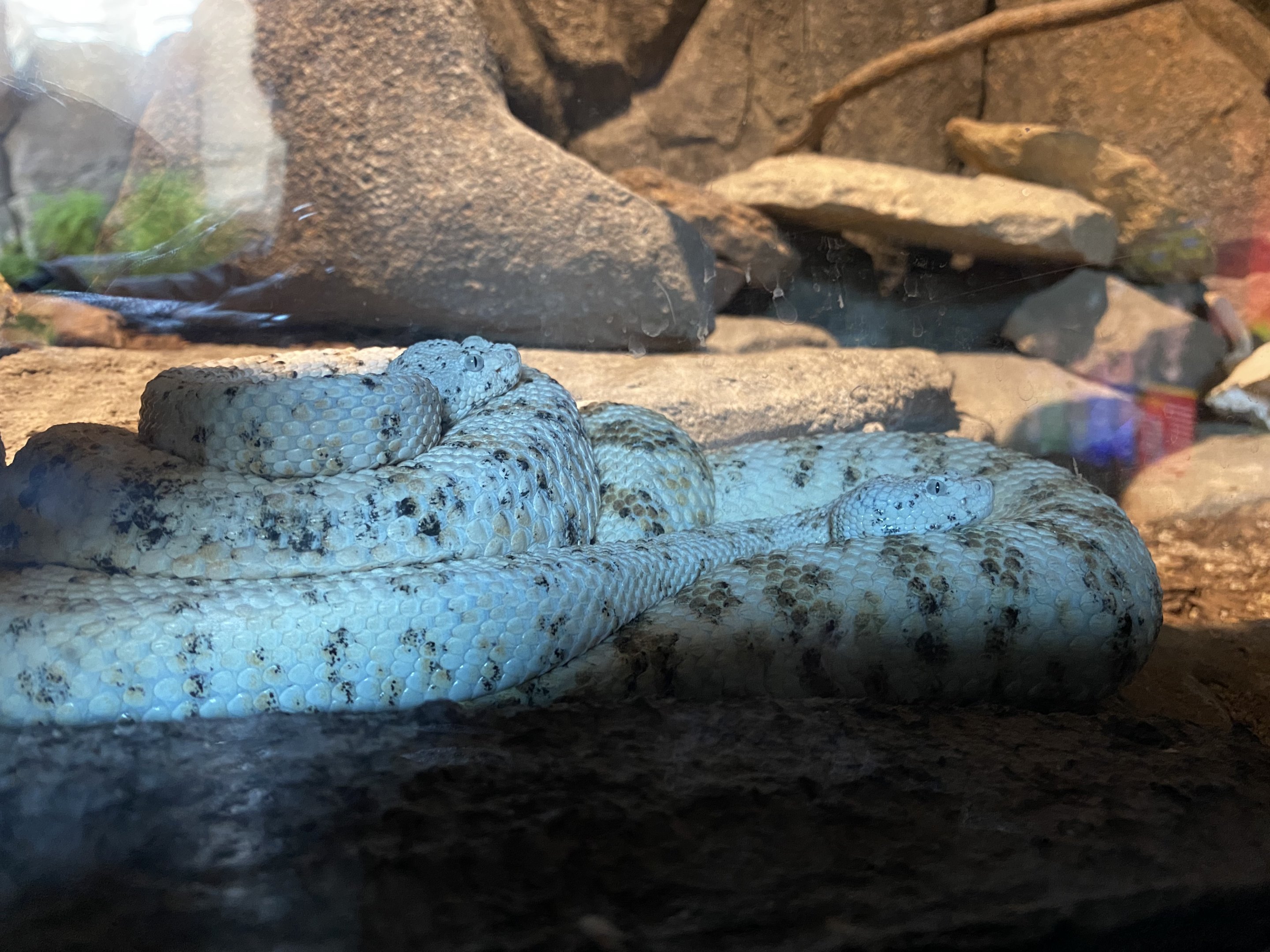Speckled Rattlesnake