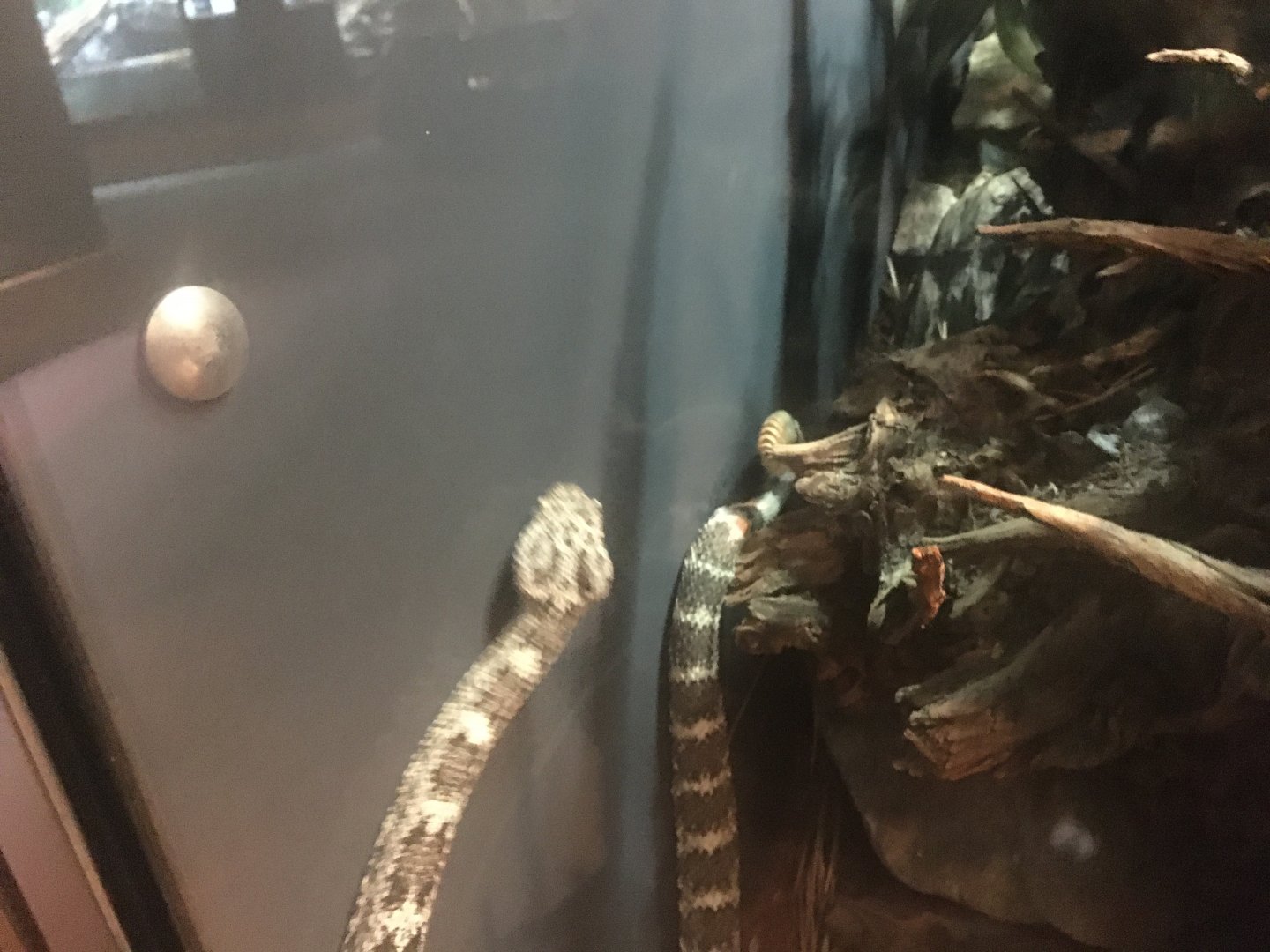 Speckled rattlesnake