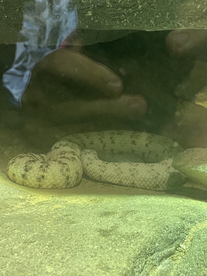 Speckled Rattlesnake