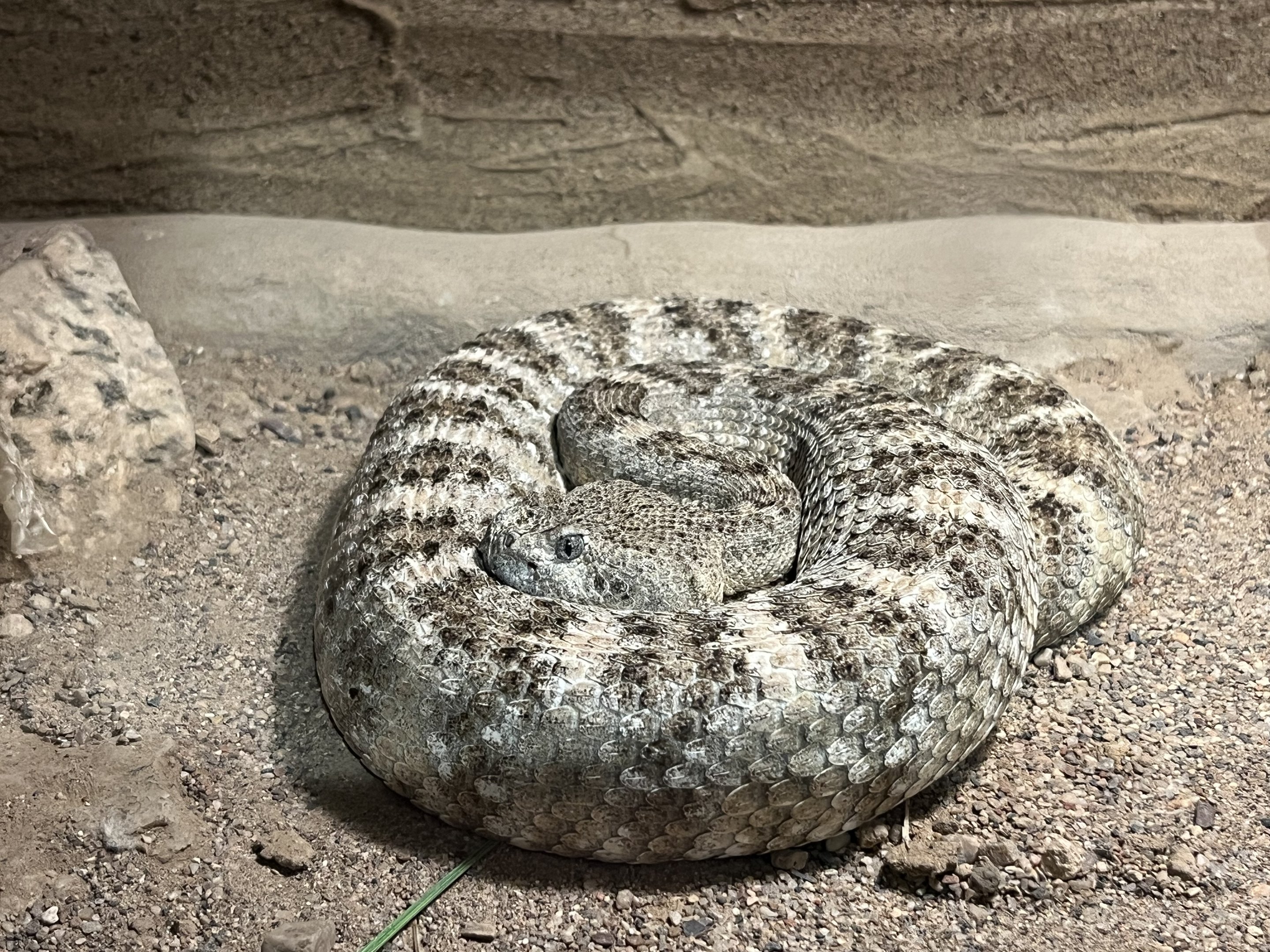 Speckled Rattlesnake