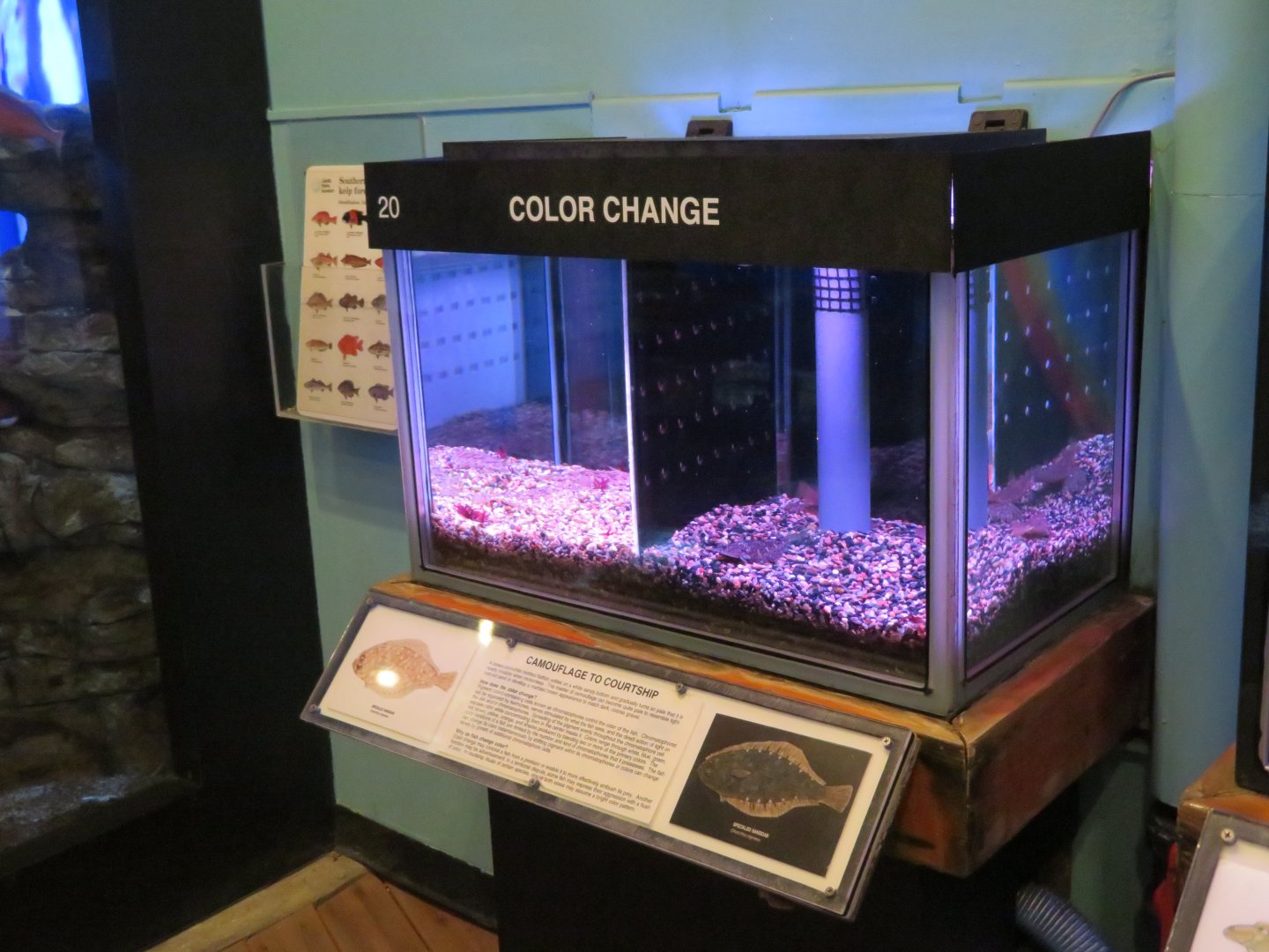 Speckled Sanddab (Citharichthys stigmaeus) Tank