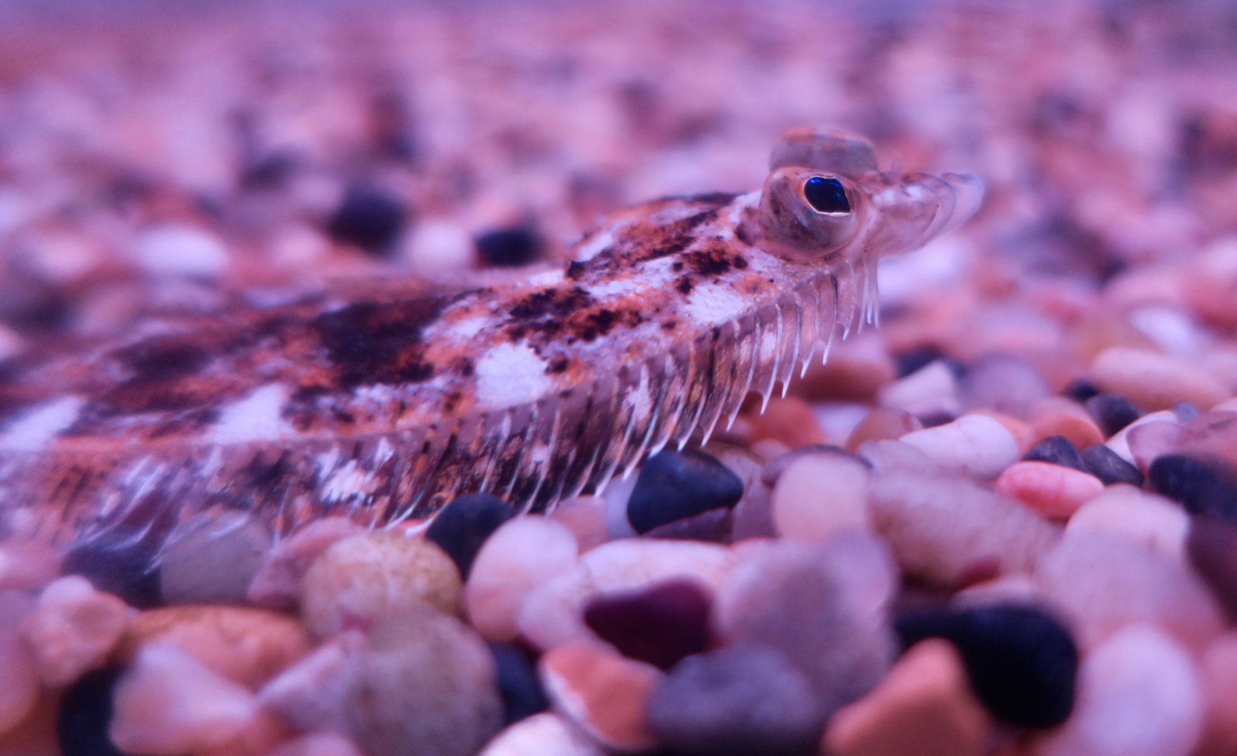 Speckled Sanddab (Citharichthys stigmaeus)