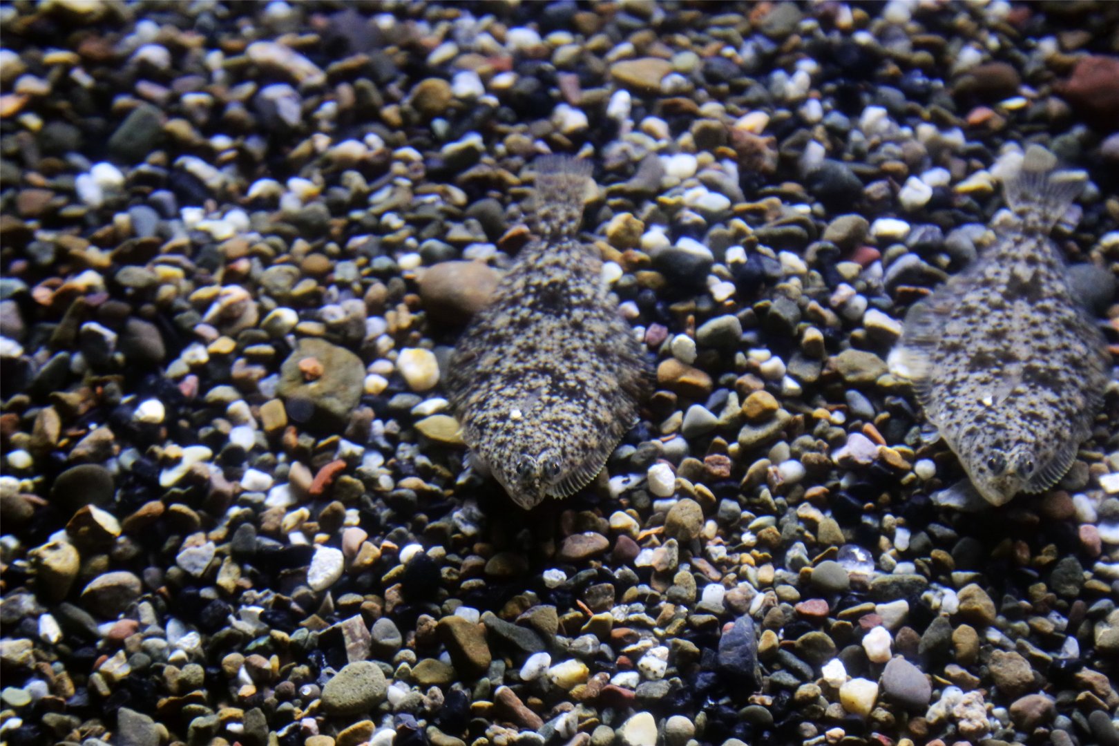 Speckled Sanddab (Citharichthys stigmaeus)