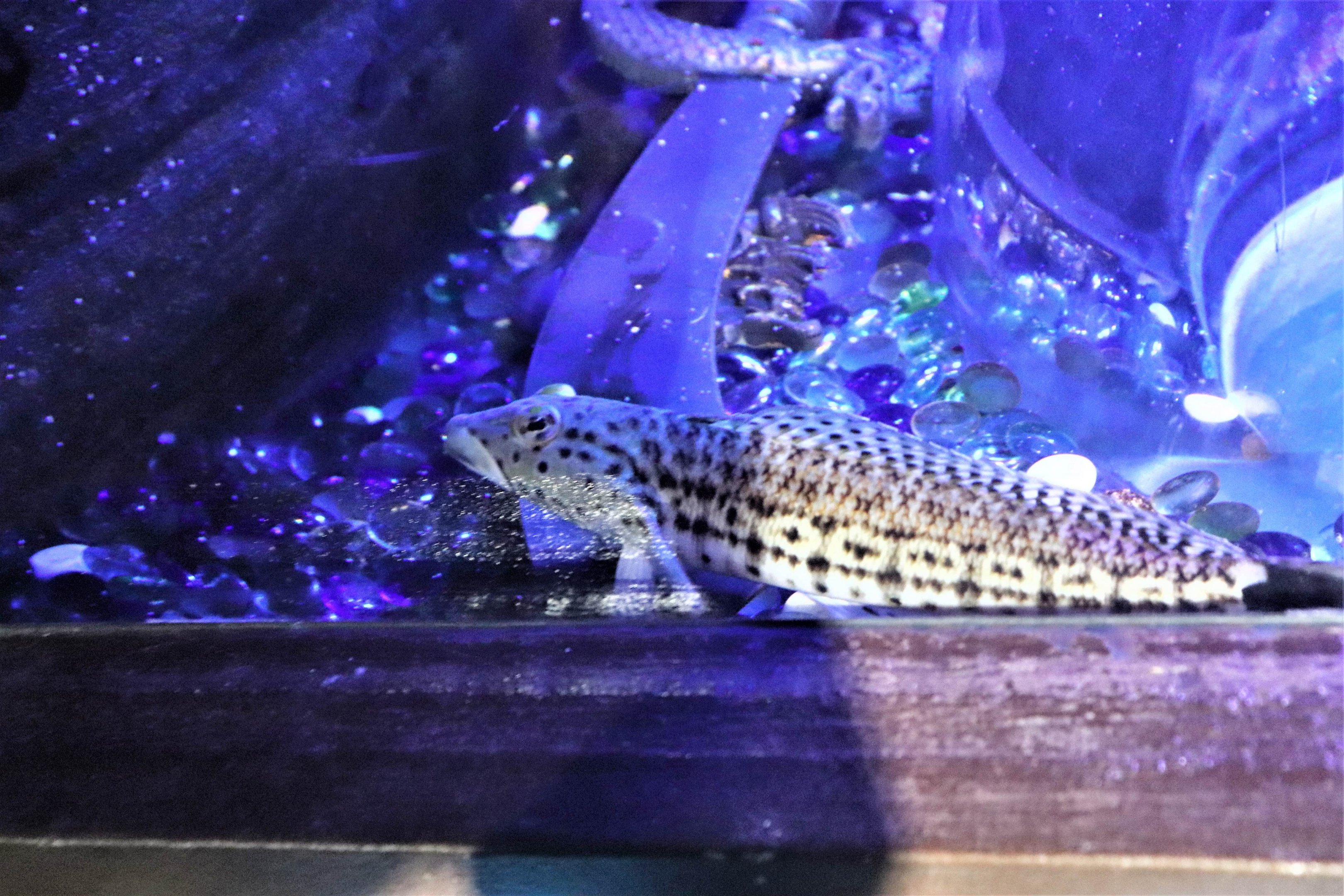 Speckled Sandperch (Parapercis hexophtalma)