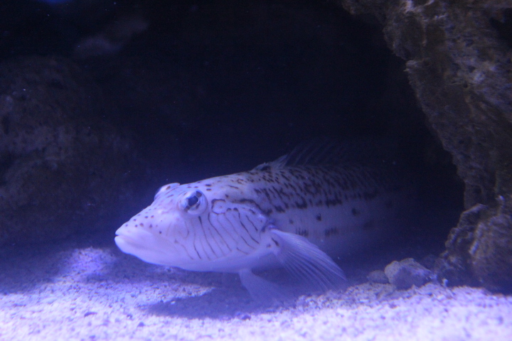 Speckled sandperch (Parapercis hexophtalma)