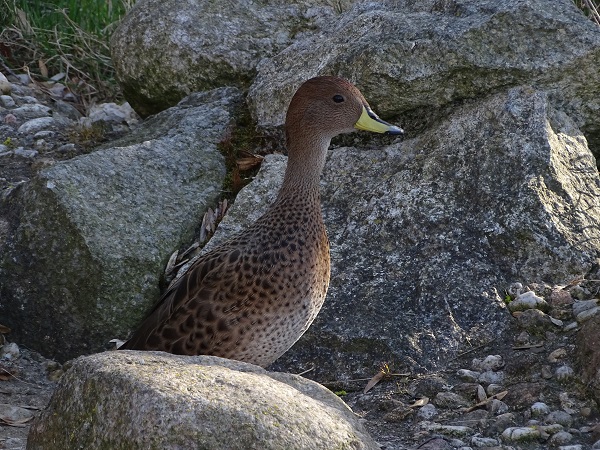 Speckled teal (Anas flavirostris flavirostris) (04/2022)