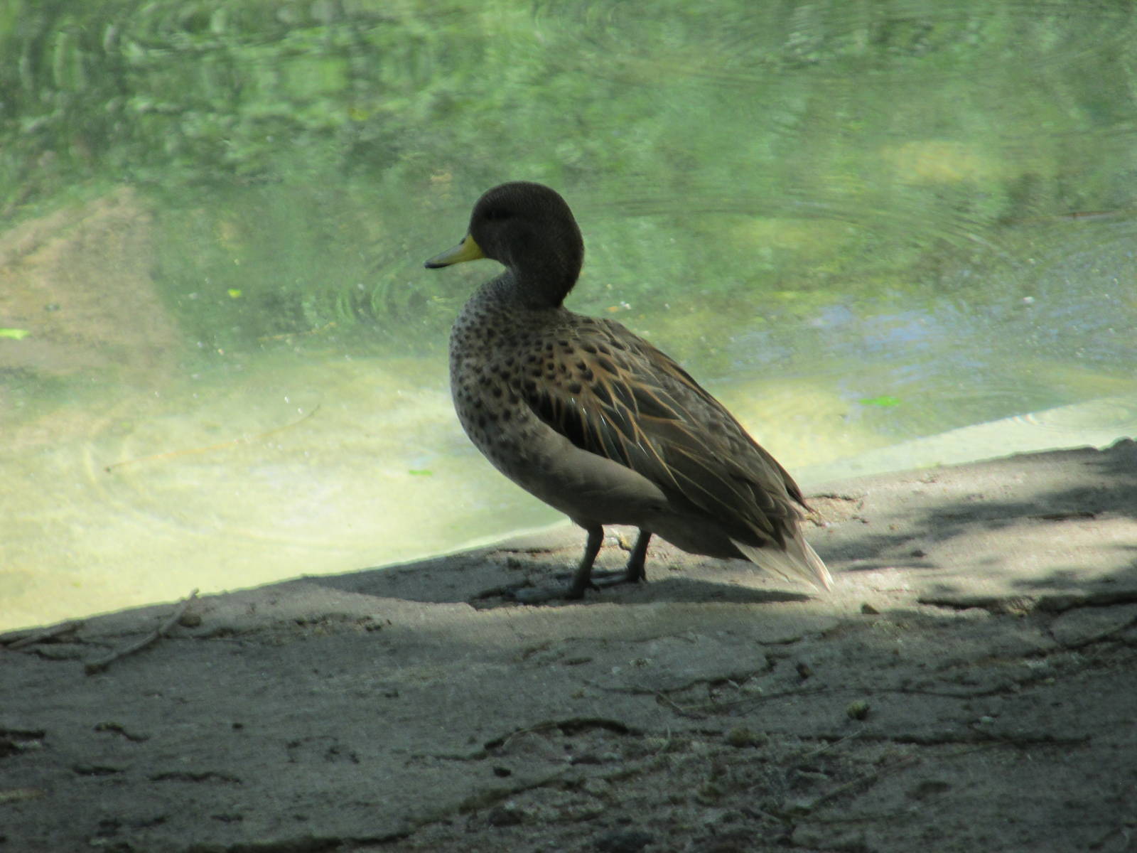 speckled teal BA zoo