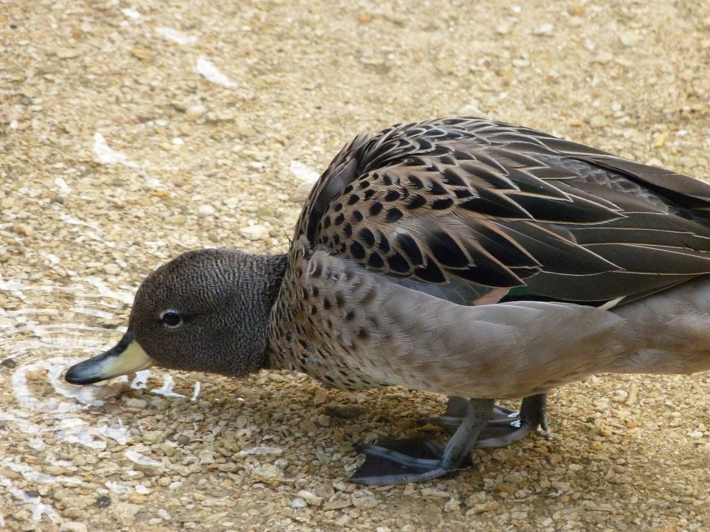 Speckled teal -Bioparc de Doué la Fontaine (2025)
