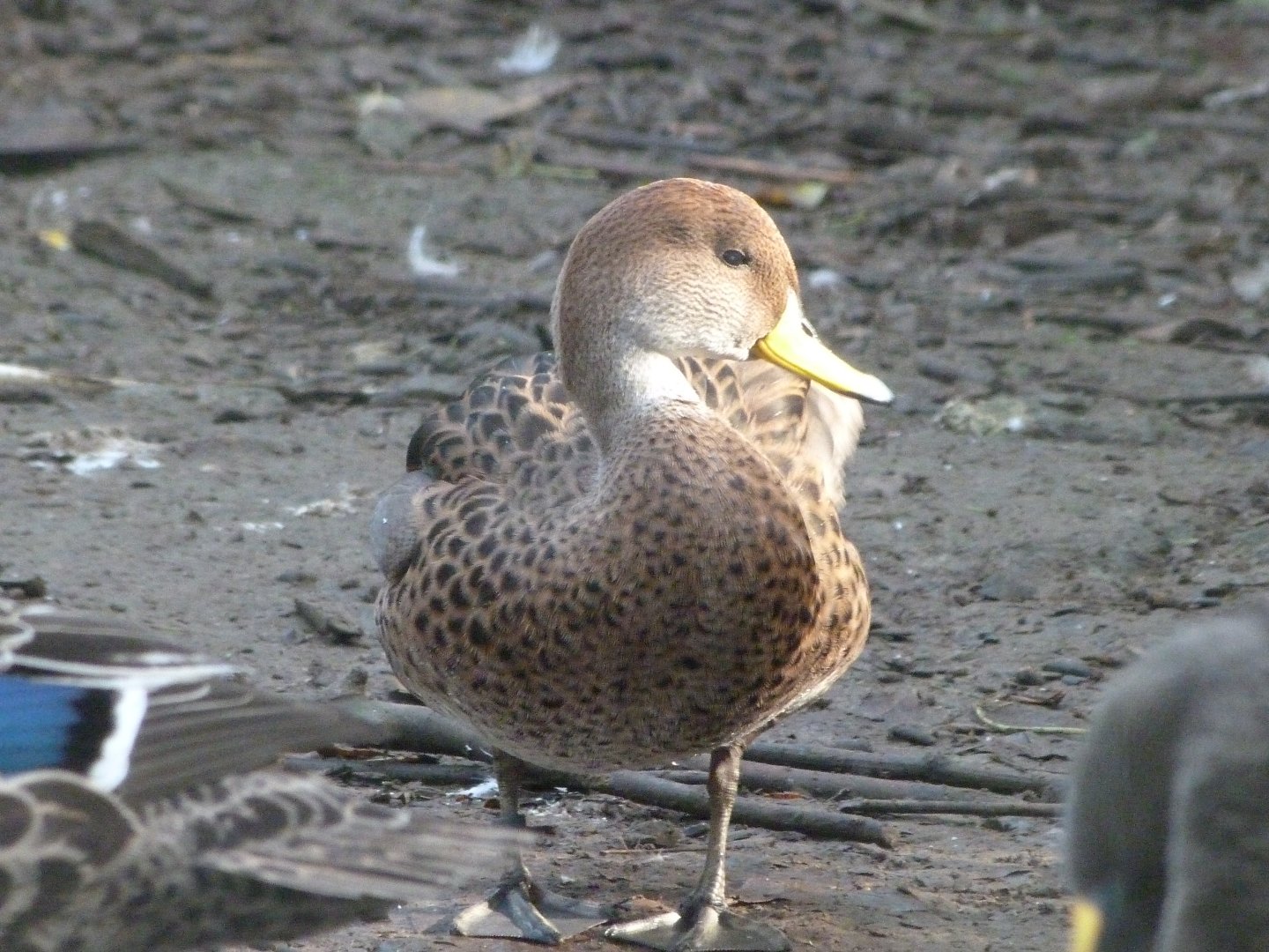 Speckled teal -Zoo de Santillana del Mar (2024)