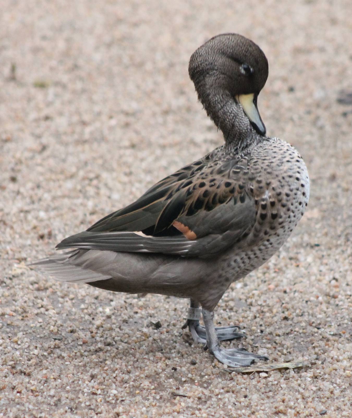 Speckled teal