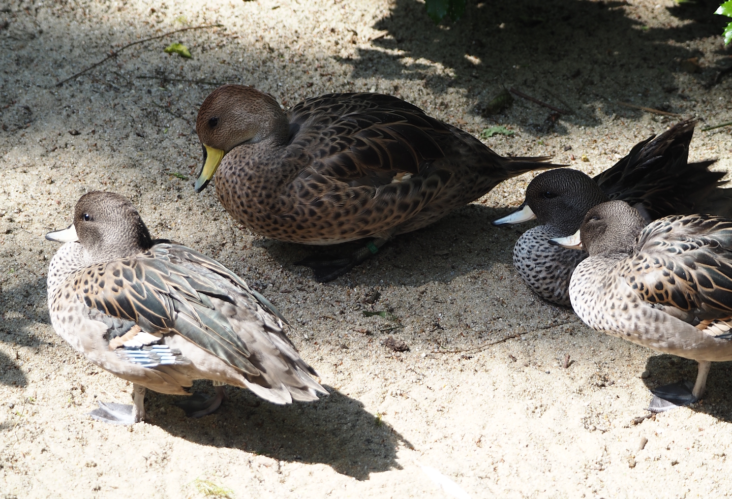 Speckled teals (Anas flavirostris flavirostris) and Chilean pintail (Anas georgica spinicauda), 2024-05-24