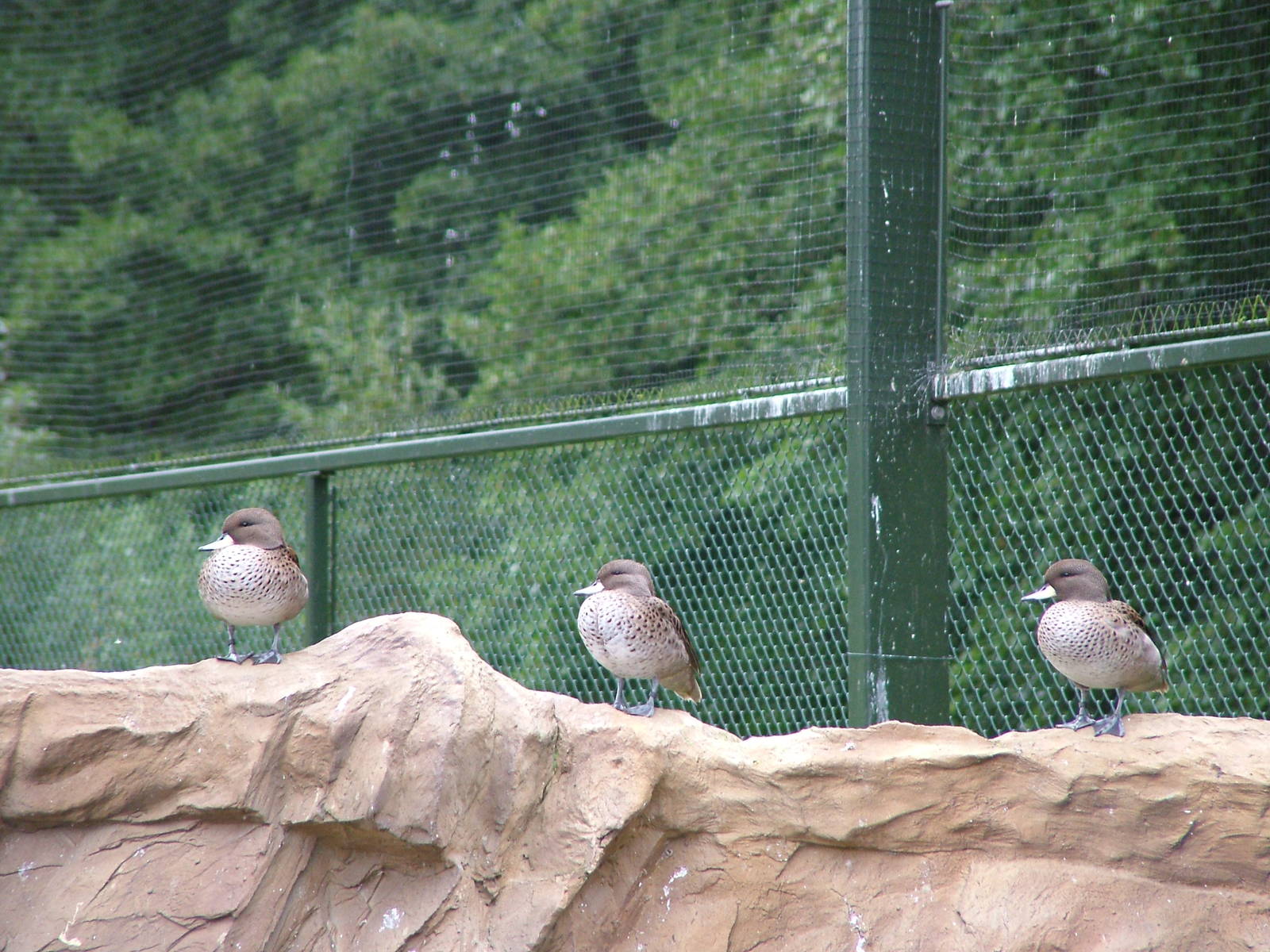 Speckled Teals at NaturZoo Rheine 2007