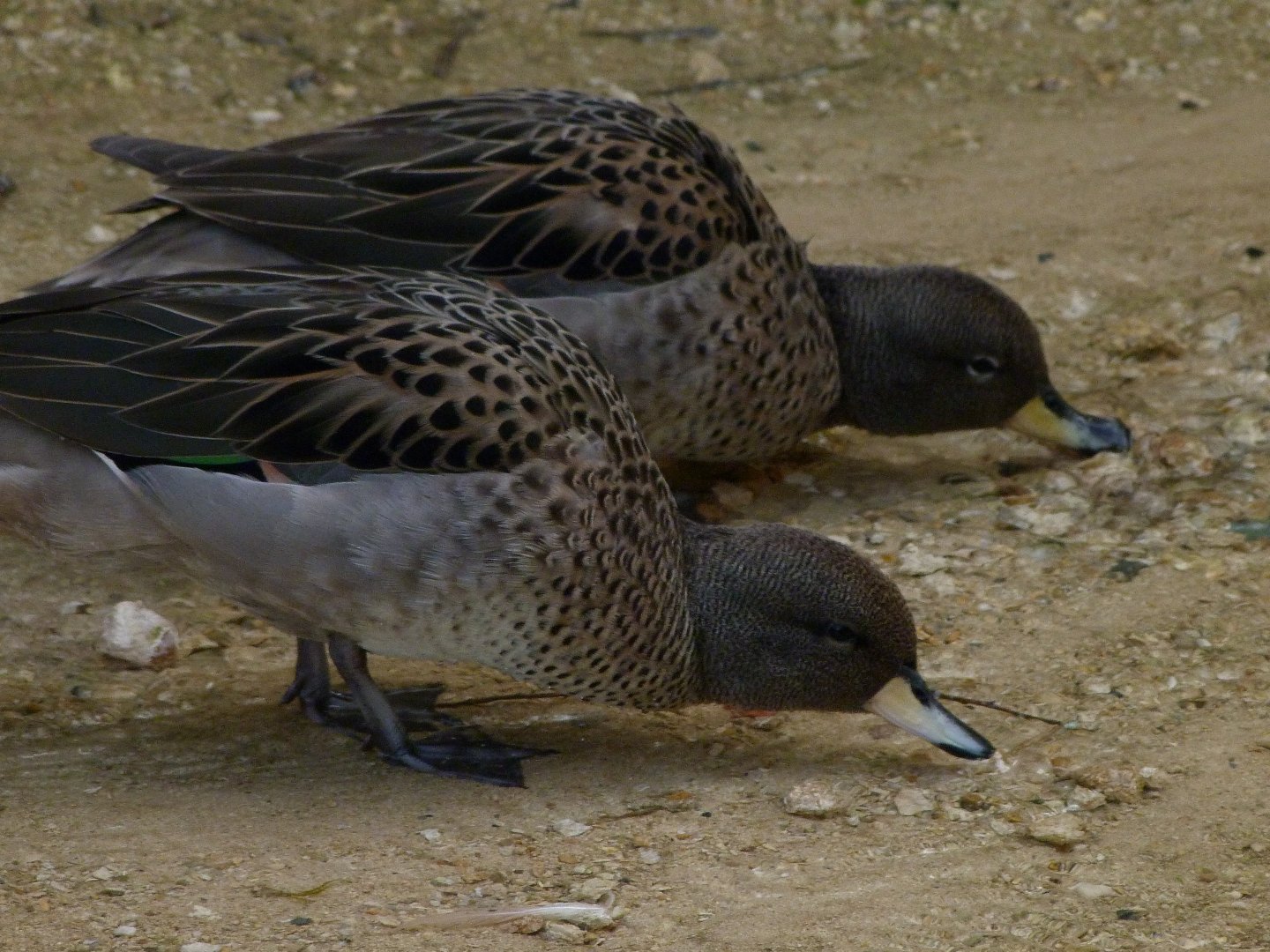 Speckled teals -Bioparc de Doué la Fontaine (2025)