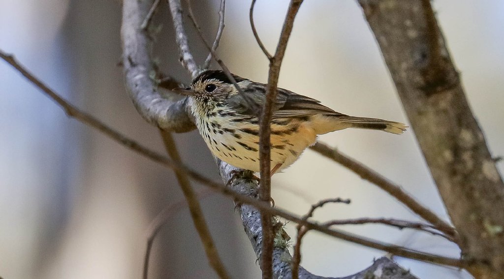 Speckled Warbler