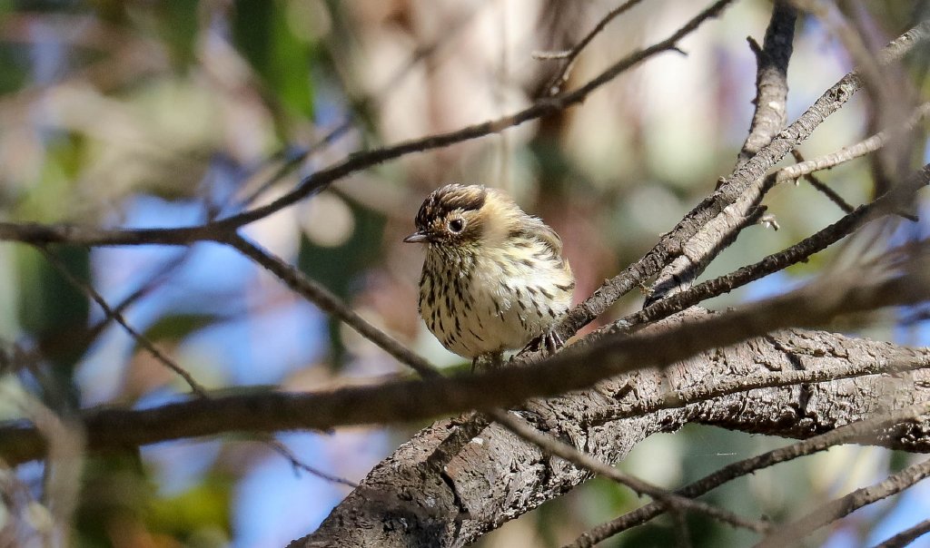 Speckled Warbler