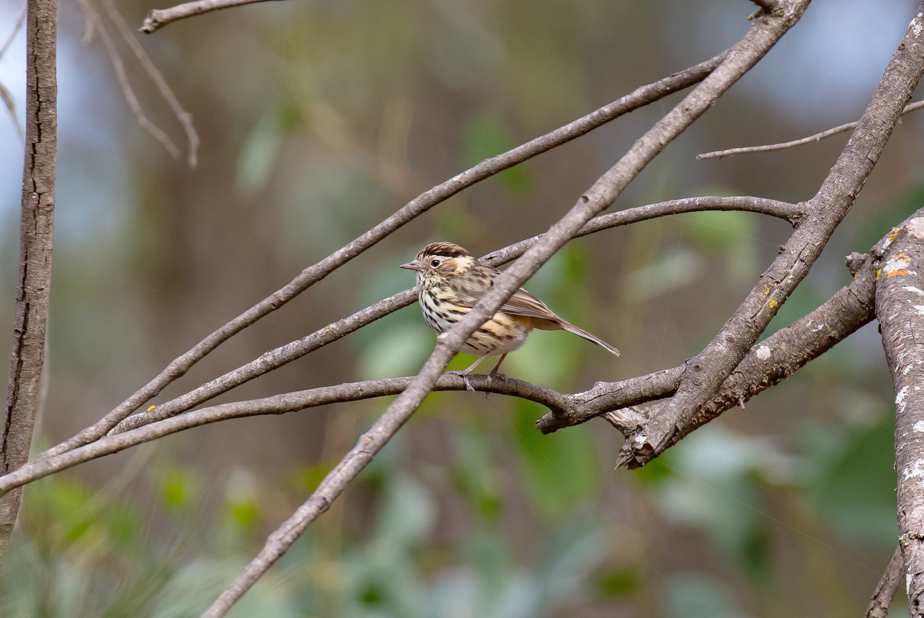 Speckled Warbler
