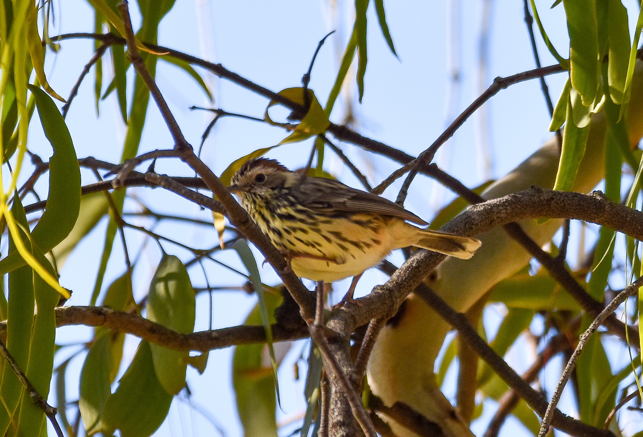 Speckled Warbler
