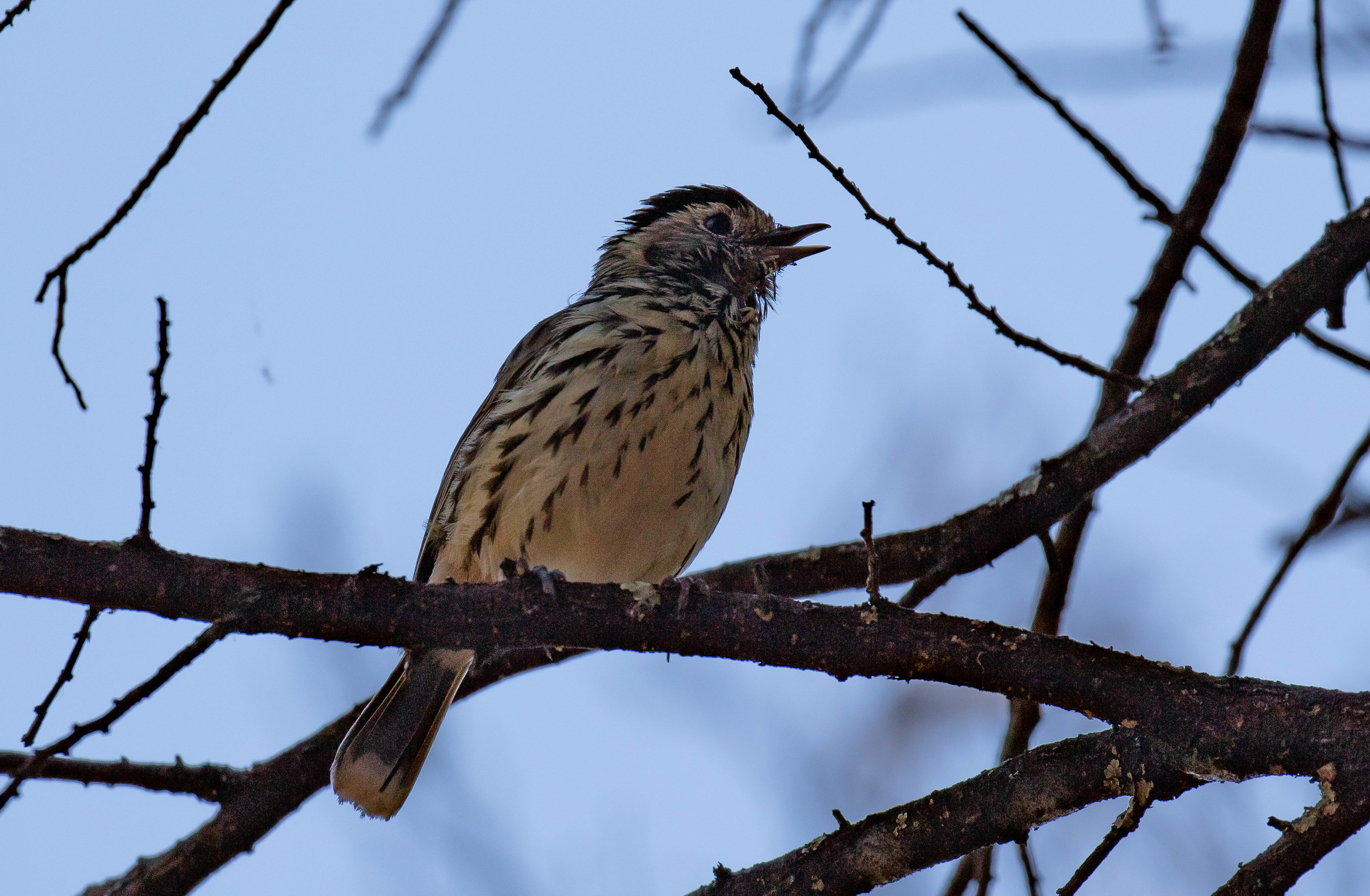 Speckled Warbler