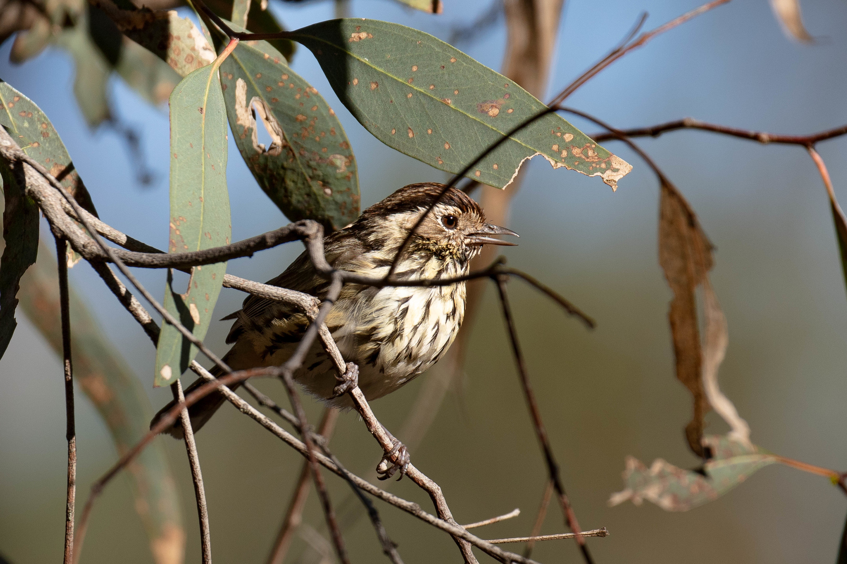 Speckled Warbler