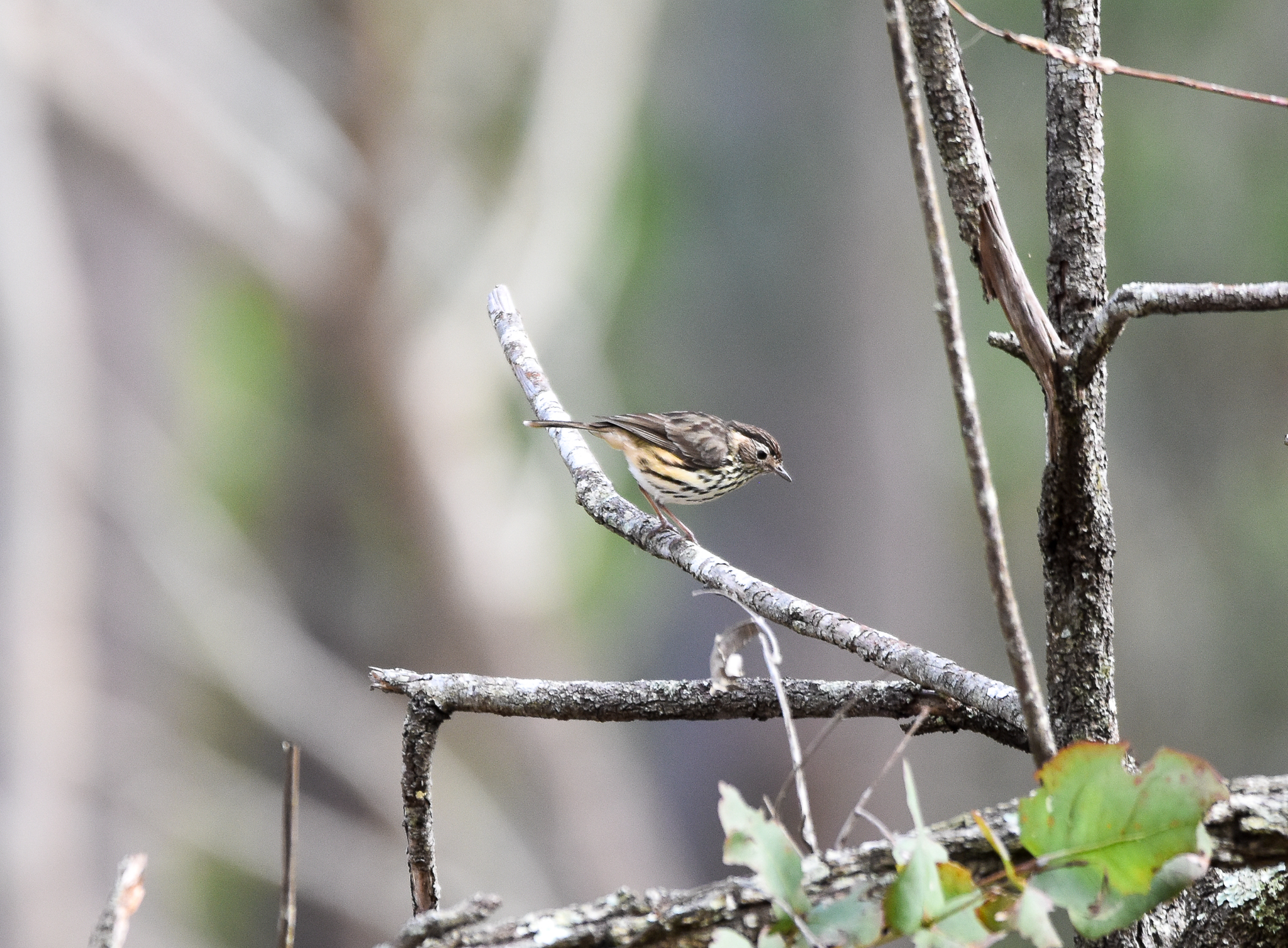 Speckled Warbler