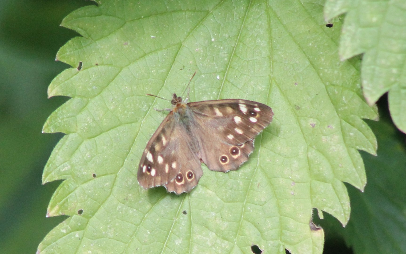 Speckled wood - Pararge aegeria