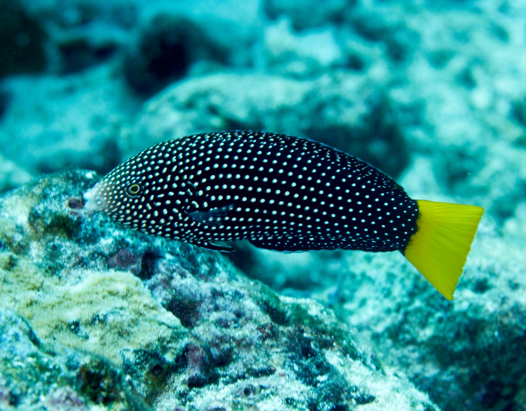 Speckled Wrasse