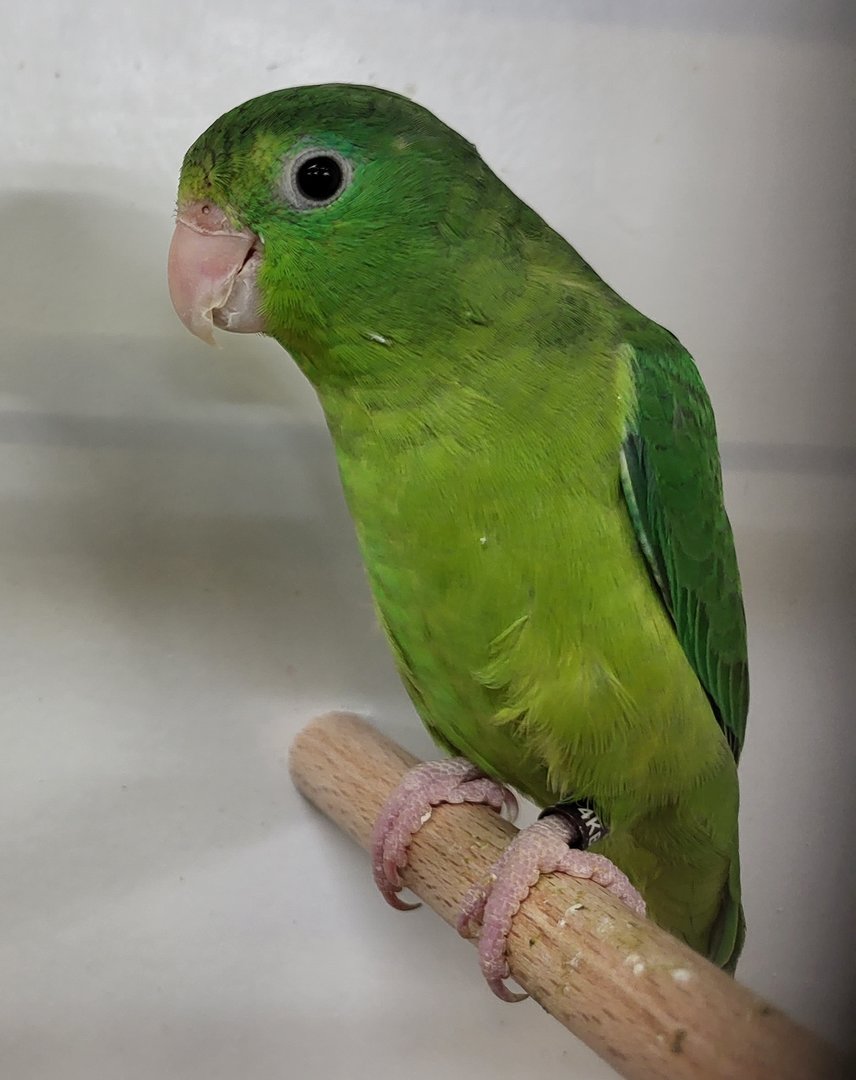 Speclacted parrotlet - female