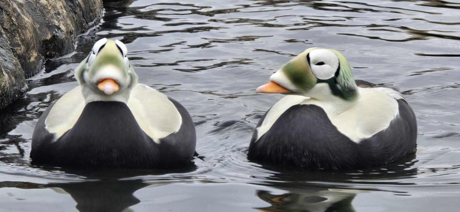 Speclated eider