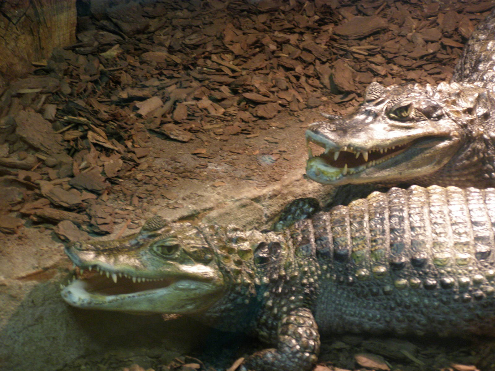 spectaacled caiman (Caiman crocodilus)