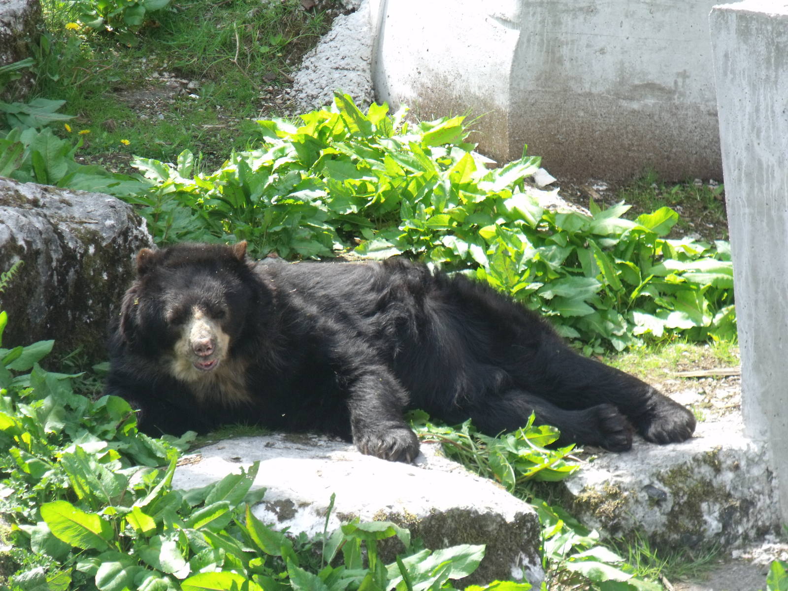 Spectacaled bear