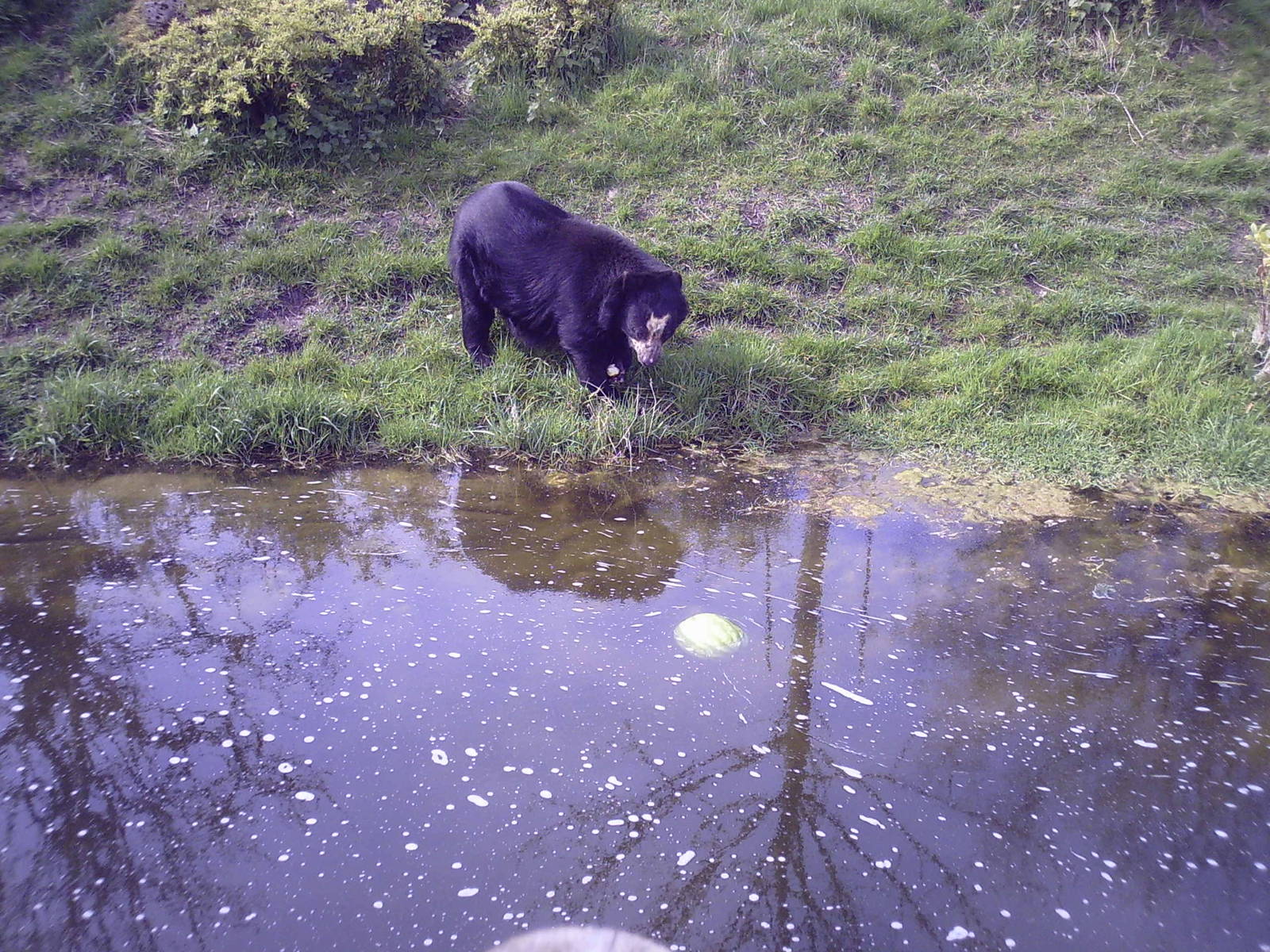 Spectacle bear 03-04-2008