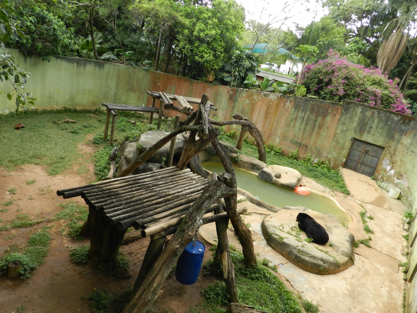 Spectacled (andean) bear exhibit - Zoo São Paulo