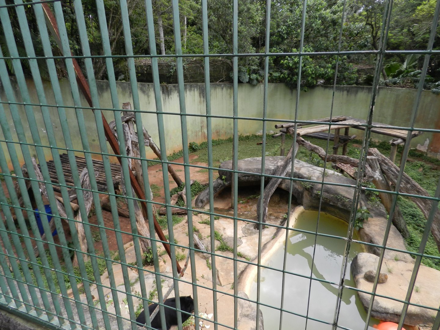 Spectacled (andean) bear exhibit - Zoo São Paulo