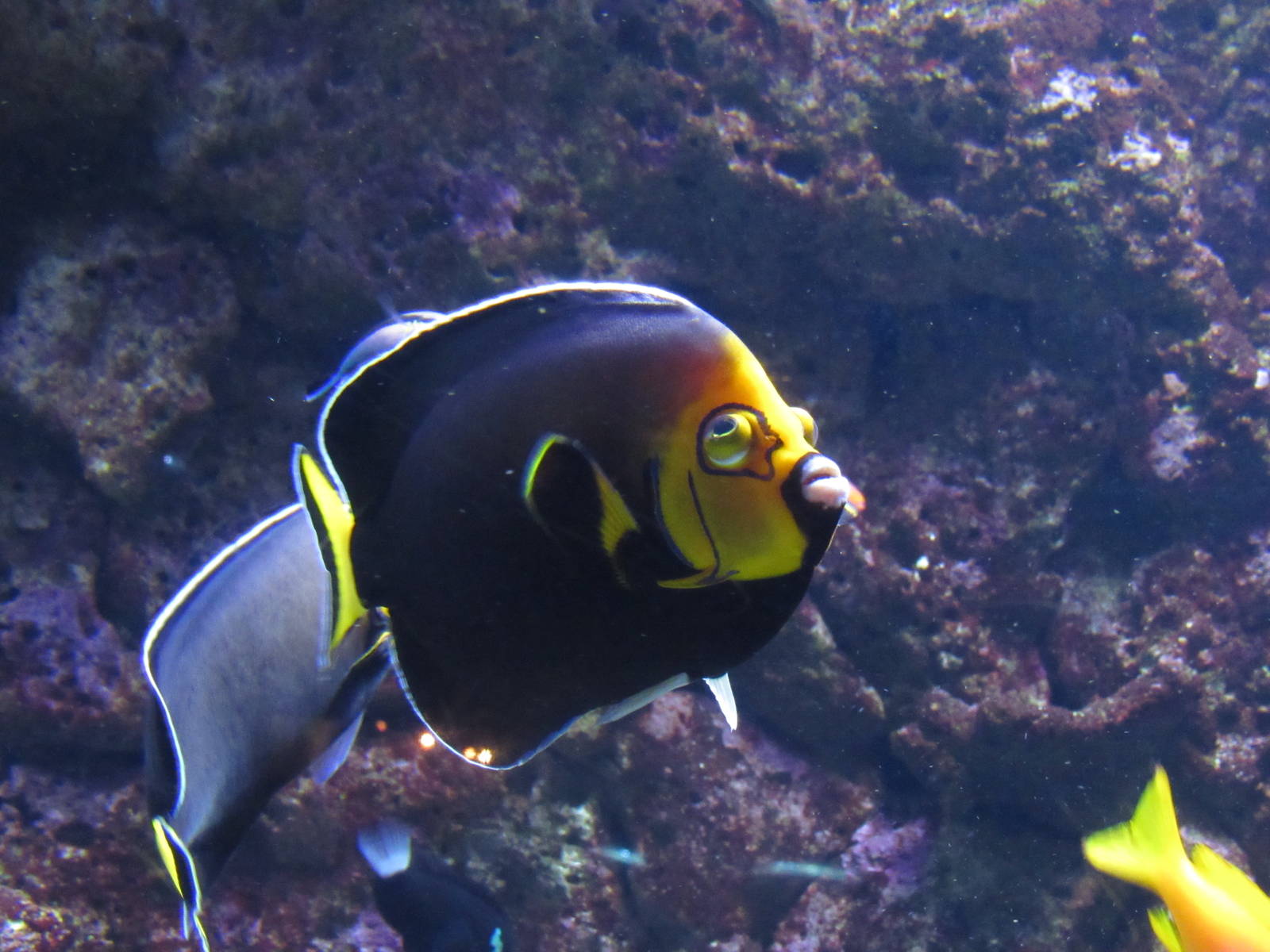 Spectacled Angelfish