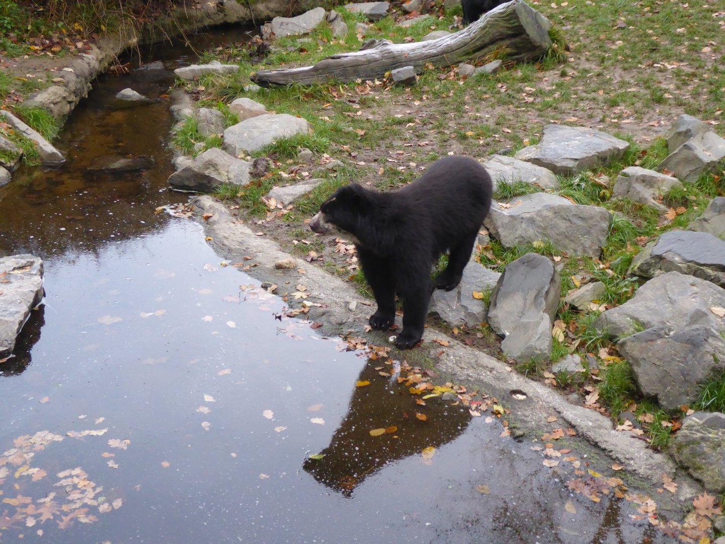 Spectacled bear 011219
