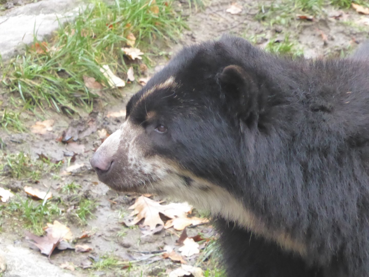 Spectacled bear 011219