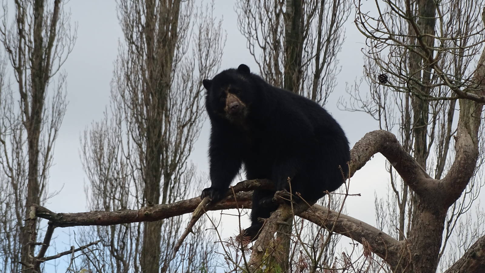 Spectacled Bear 02/02/16