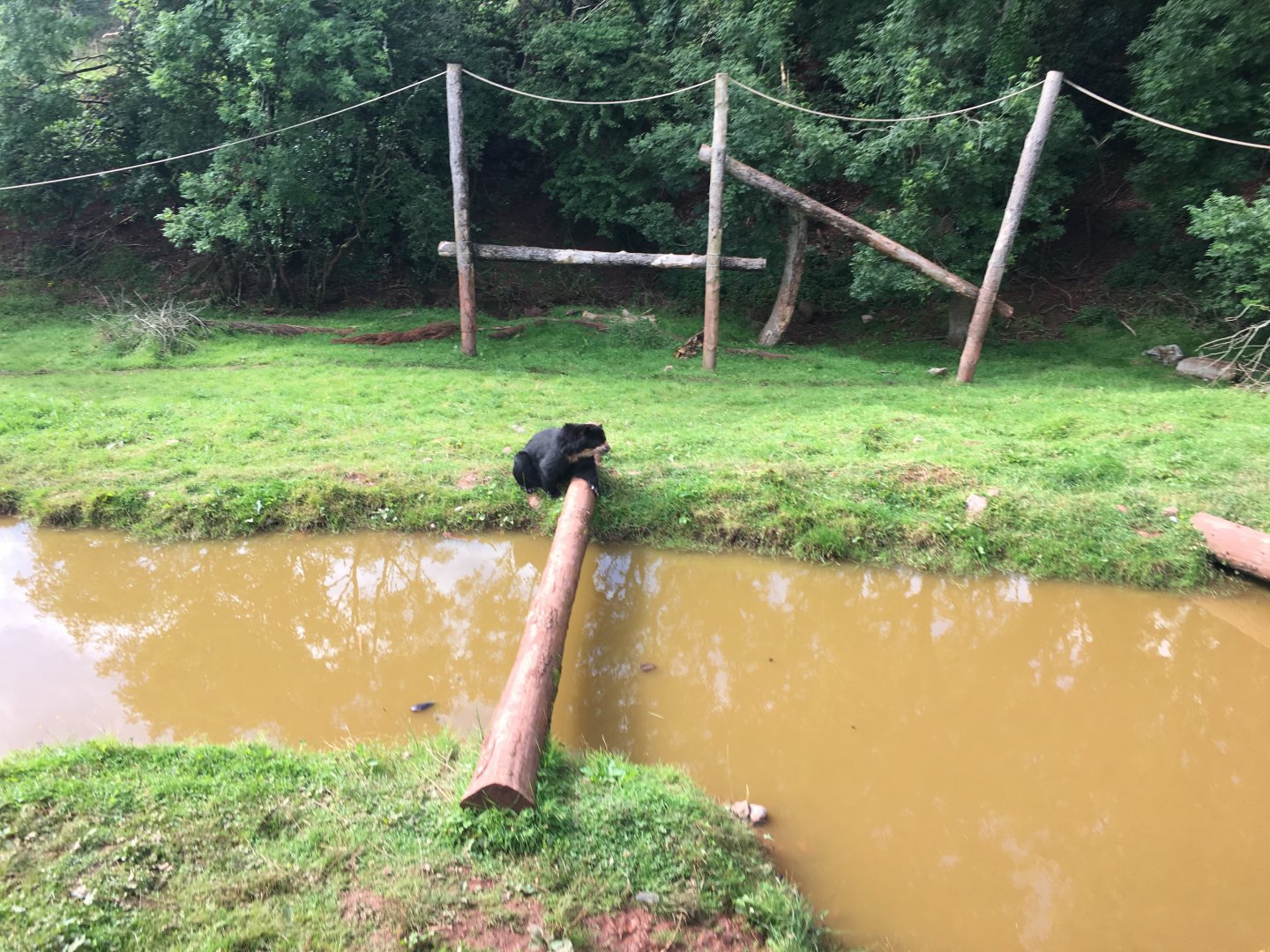 Spectacled bear 020817