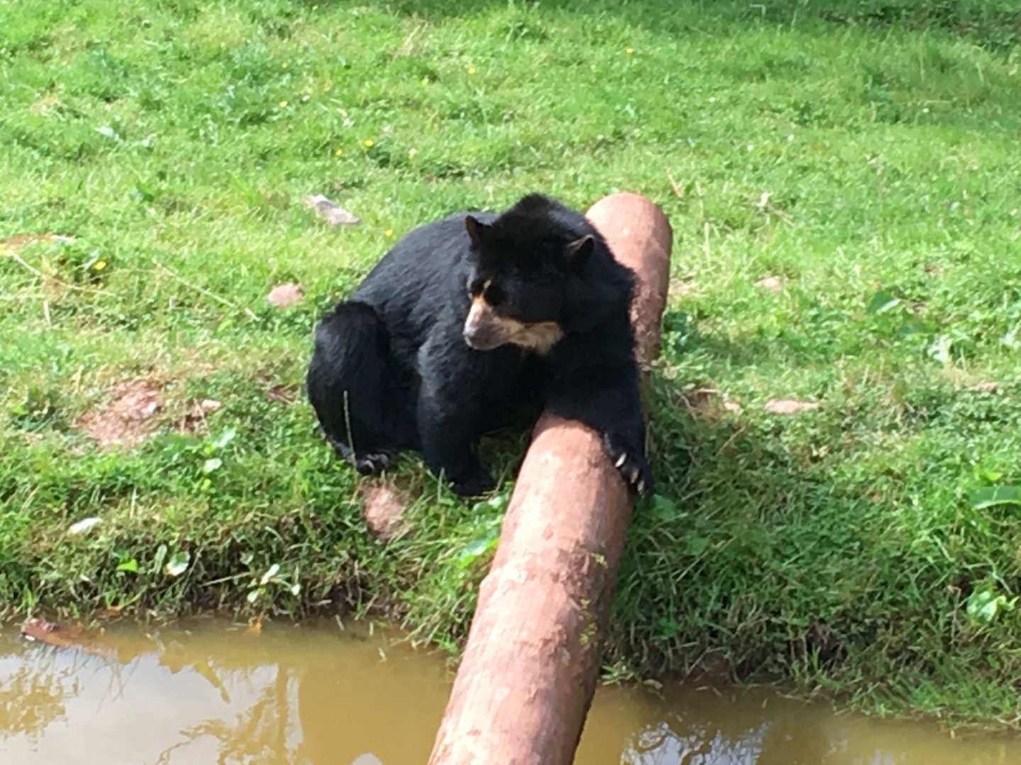 Spectacled bear 020817