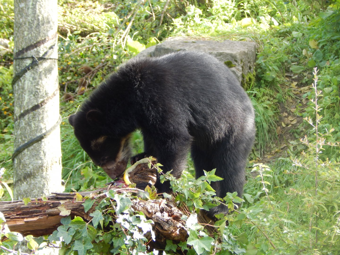 Spectacled bear 071020