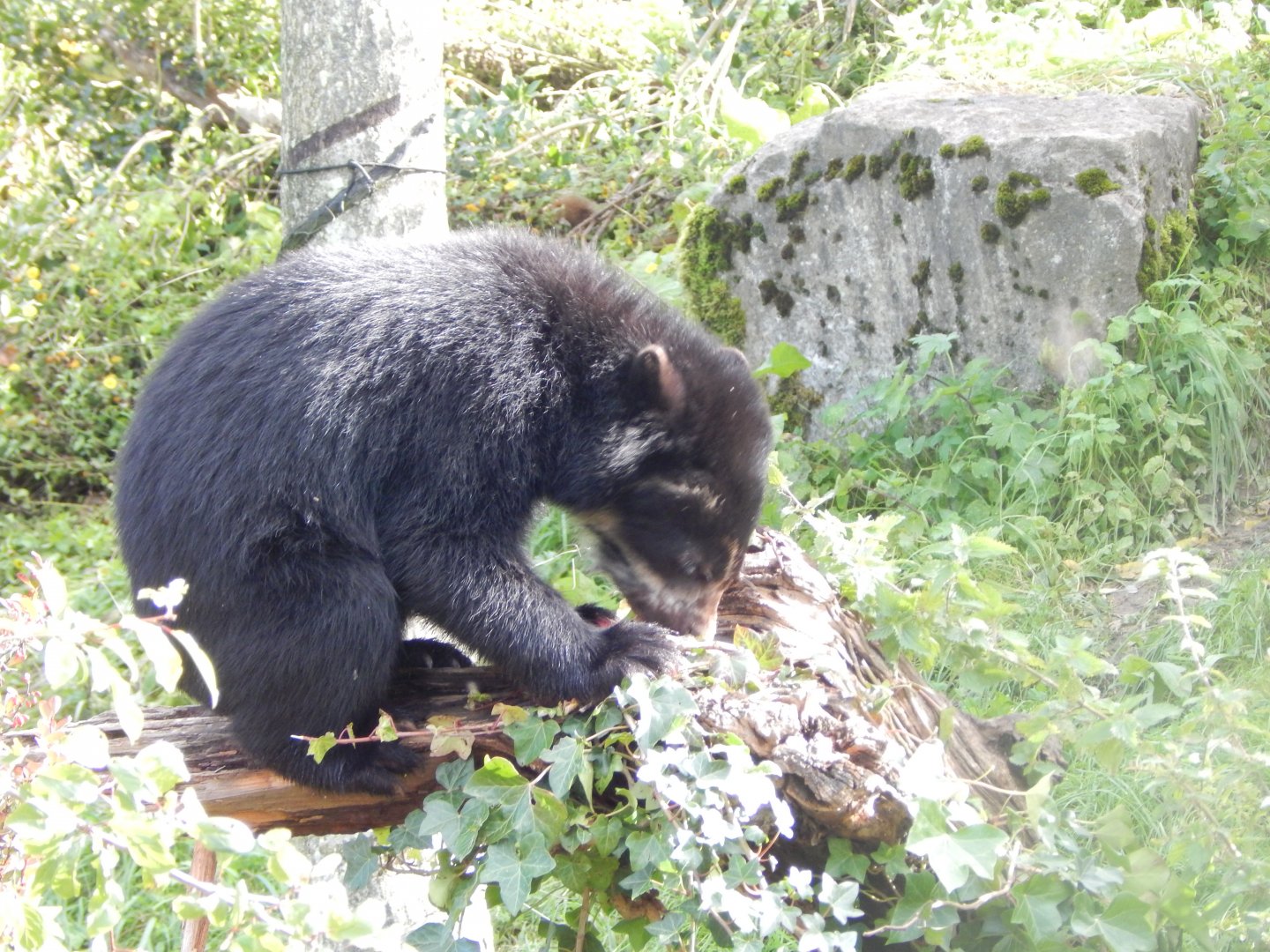 Spectacled bear 071020