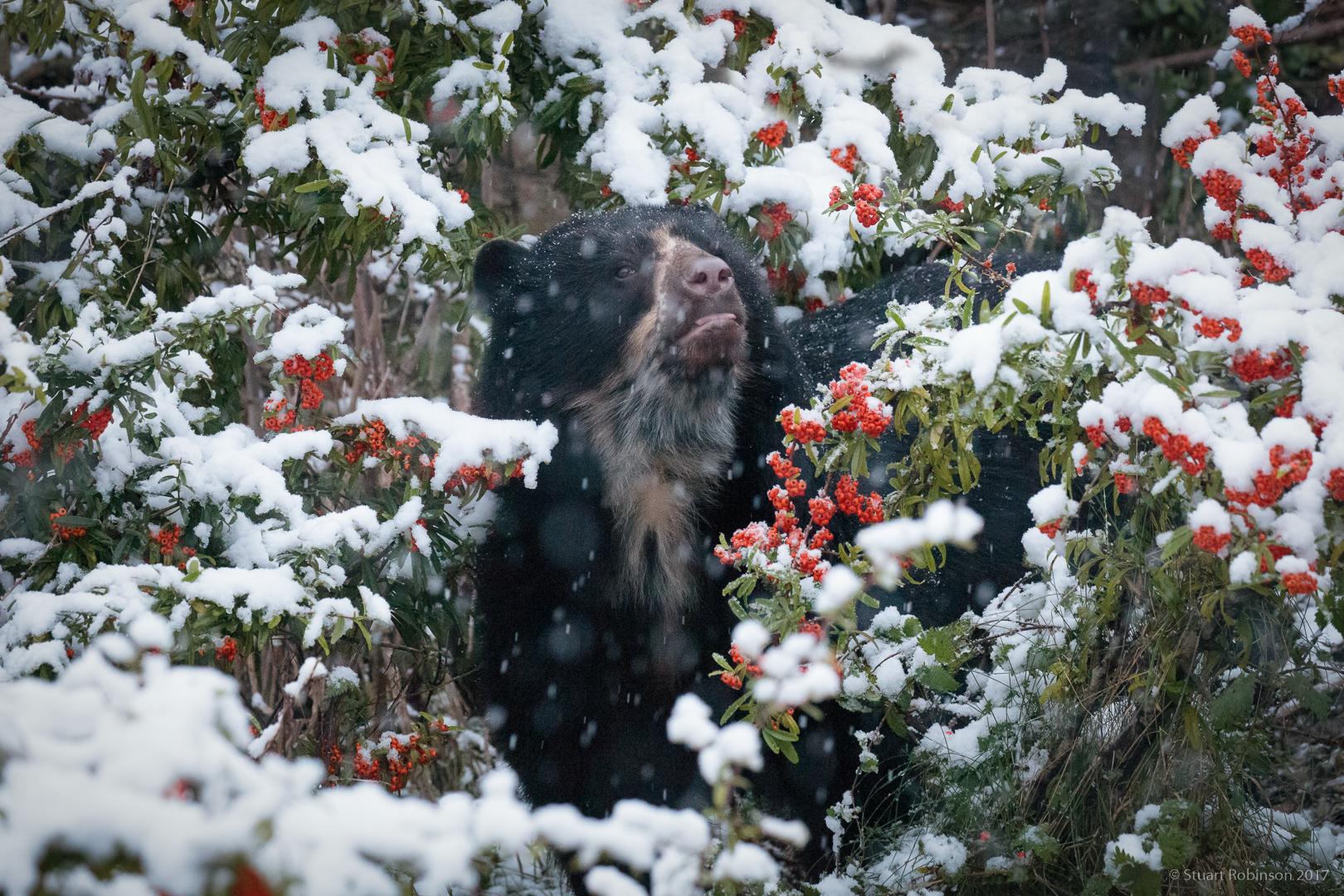 Spectacled Bear - 10/12/2017