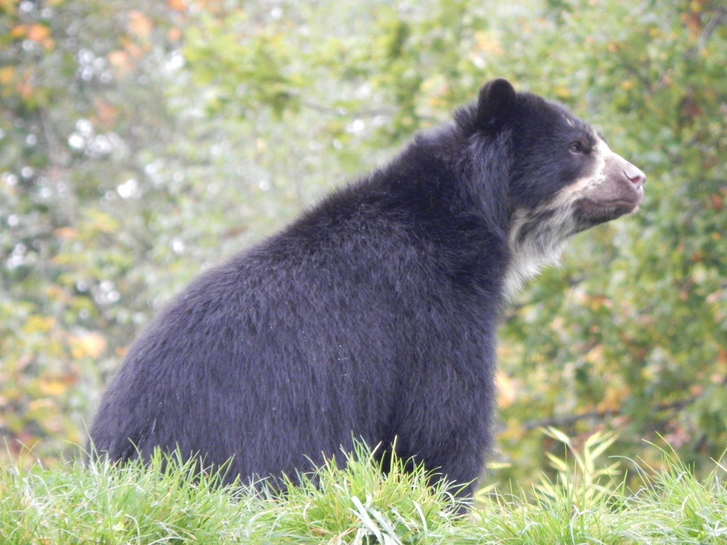 Spectacled bear 181021
