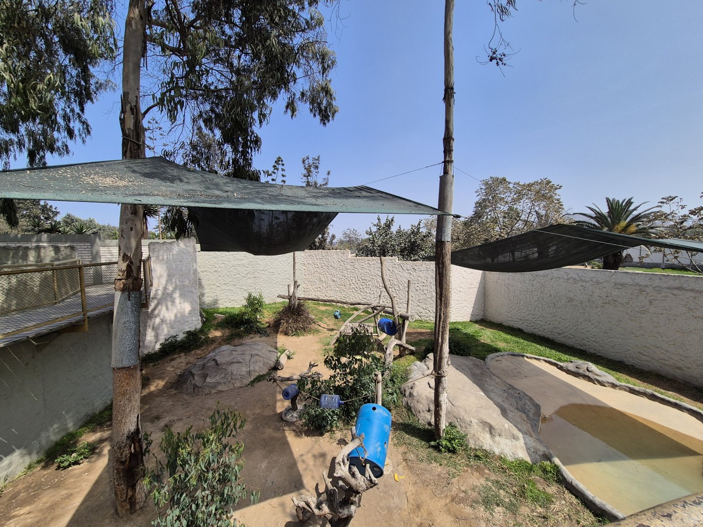 Spectacled Bear 1st exhibit