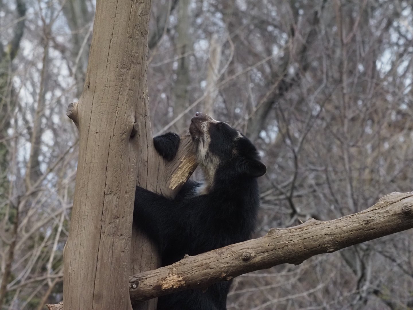 Spectacled Bear 2