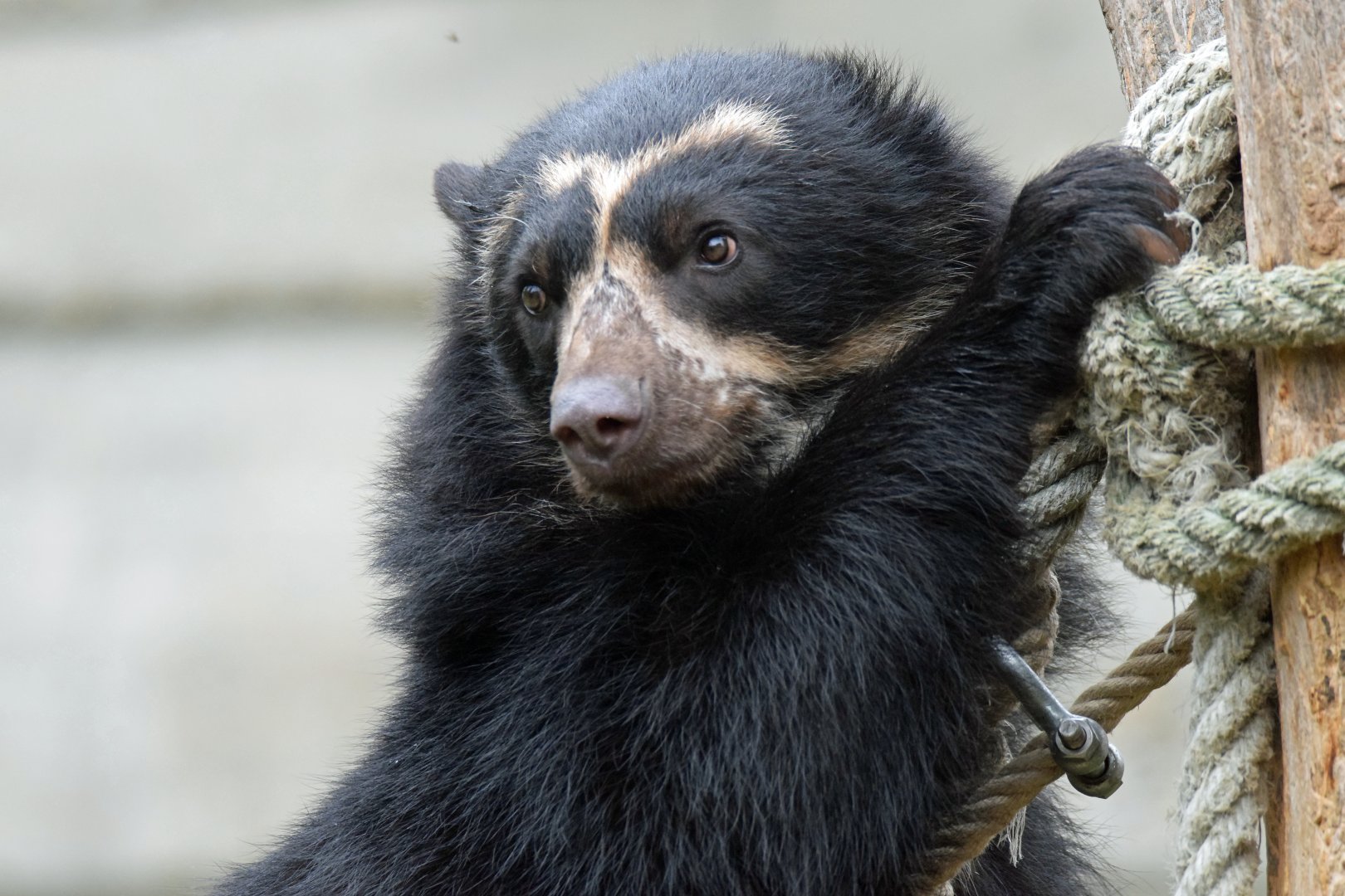 Spectacled bear, 20.10.2019
