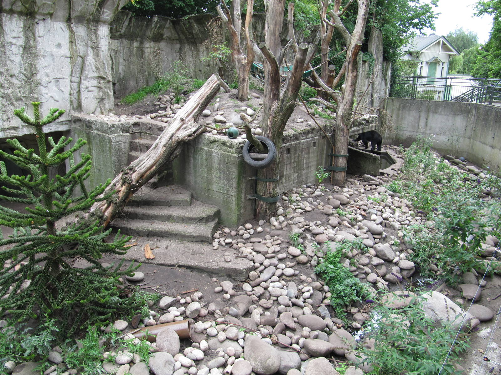 Spectacled Bear 2010