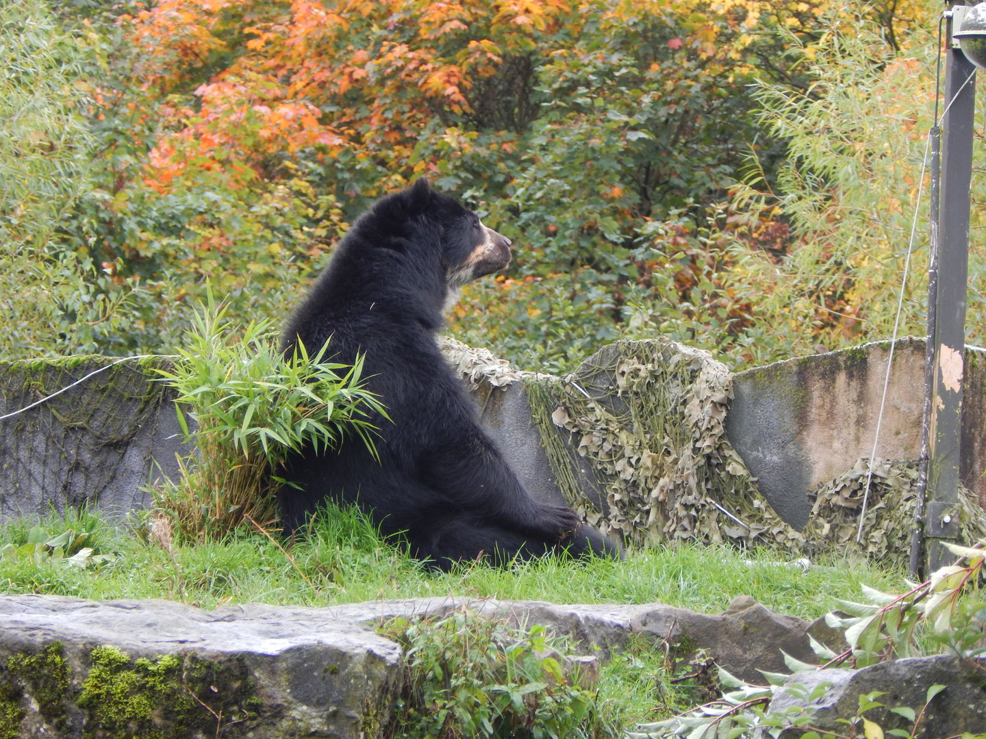 Spectacled bear 221022