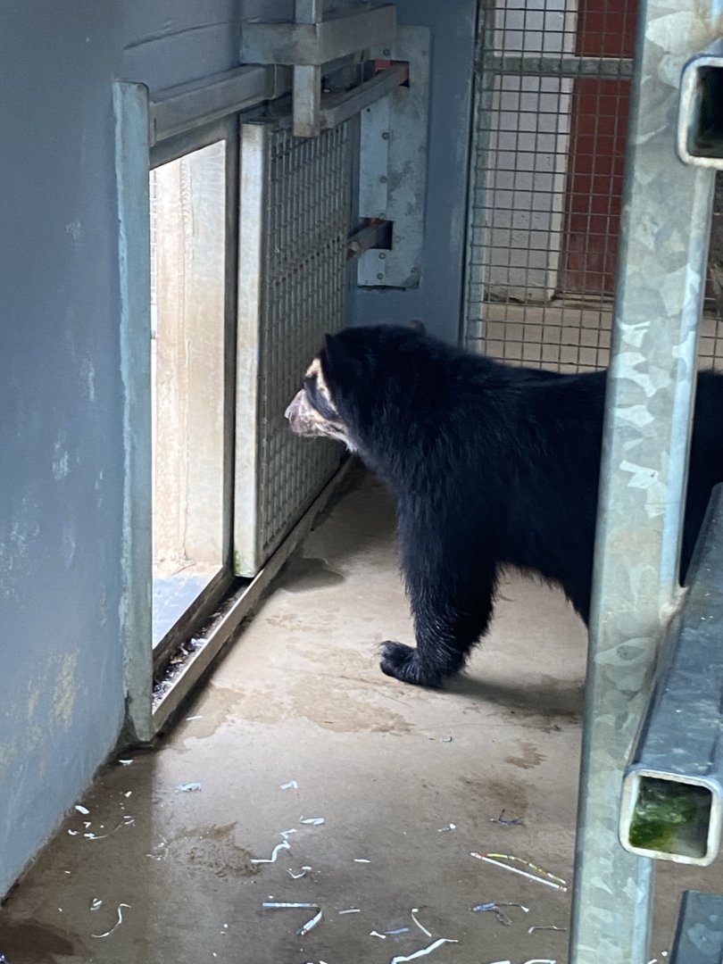 Spectacled bear 240721